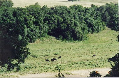 Another view of the countryside from ColoVista, including grazing cattle near the Colorado River