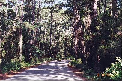 Park road at Bastrop State Park